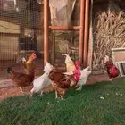 ديوك لوهمان جيل أول و ثاني