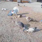 دجاج رومي مع زوج وز