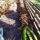 نخل للبيع. 053384752