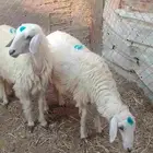 رخال