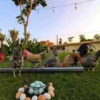 صوص دجاج كريم ليجبار (لقبار) ذو البيض الأزرق نوادر خوارج