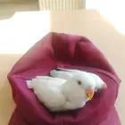 فرخين روز