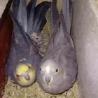 زوج كروان مع فرخ