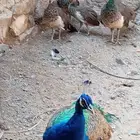 يوجد لديه طقم طاؤس منتج للبيع مع افروخه