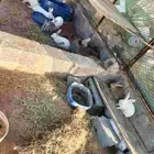 للبيع ارانب كبار وصغار