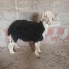 خروف نجد صنف مشروط سليم من اي شي ماشاءالله تبارك الله