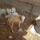 رخل للبيع العاجل لأ يسوم إلا صامل والبيع قريب