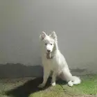 نتايه سامويد