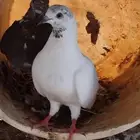 حمام ازواج منتجه سليمه شرق على السوم واخر صورتين الحمام