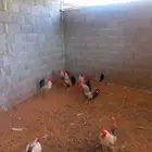 ديوك فيومي