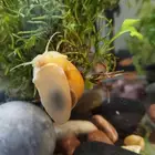 baby snails حلزونات صغيرة لحوض السمك الخاص بك