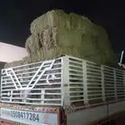 برسييم حصصاد قبل عشر اييام البلكه على 26