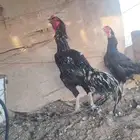 دجاج باكستاني أسود