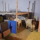 حري نصه المضربه