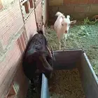 للبيع تيس فحل وماعز قزم