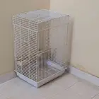 شبك ببغاء