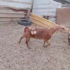 عنز عمانيه