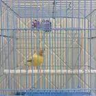 السلام عليكم اليوم نعرض لكم كناري انثى