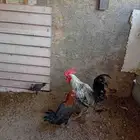 دجاج بلدي للبيع