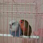 روز حبتين