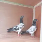 حمام باكستاني تيدي