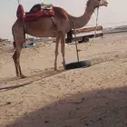 رحول طوع رقم واحد وسلم العدريب شرط