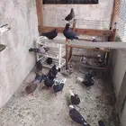 حمام قطيفي للبيع