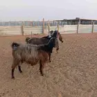 معزا قبرصيات حليب شرط