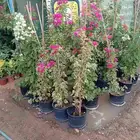 زراعه الورد الطبيعي والتيل الطبيعى