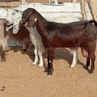معزا حليب شرط الشرط حليب وافر