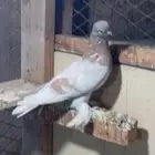 المنطقه الشرقيه سيهات