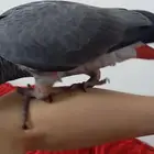 بغبغاء كاسكو