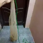 للبيع مخدجة صيد