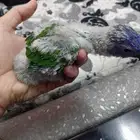 فرخين لوري رينبو