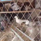 طبات حمام باكستاني فاخر