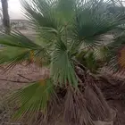 شجر وشنطن