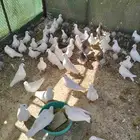 حمام غير منتج ...لاصحاب الصقور