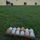 طبق بيض ملون