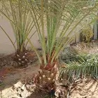نخل مثمر للبيع