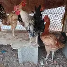 يوجد دجاج للبيع