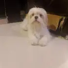 نتايه مالتيز