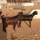 معزا شاميات نوادر دفيع شرط على الفحص