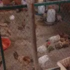 دجاج للبيع ويوجد شبك