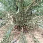 فراخه خضرى