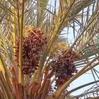 تمور البيع خضري