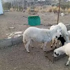 فحل حري للبيع السن ثني هادي وشرط اضراب حار والتصوير ظالمه شو