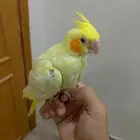كروان أليف للصامل