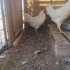 ديوك لوهمان