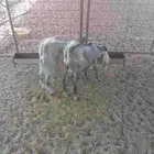 تيس وجفره شحم ولحم مغلقات