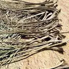 جريد نخل.. حموله الديانا ويزيد